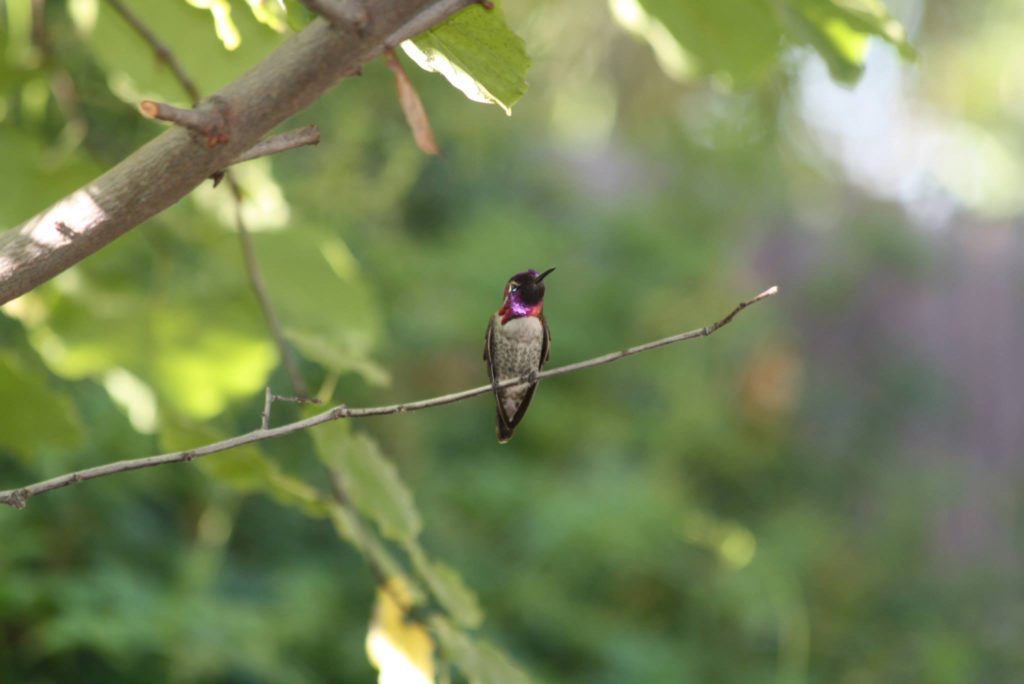 Fred the Hummingbird who frequents our backyard. - Paul