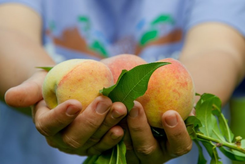 fresh-local-peaches