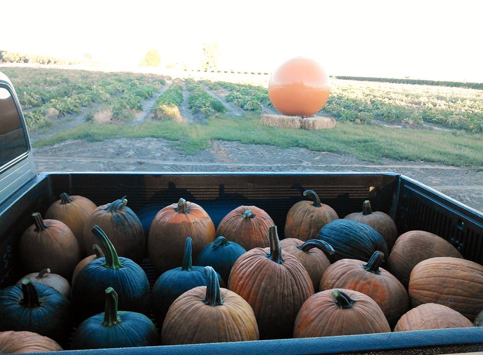 Pumpkins in the back of a truck