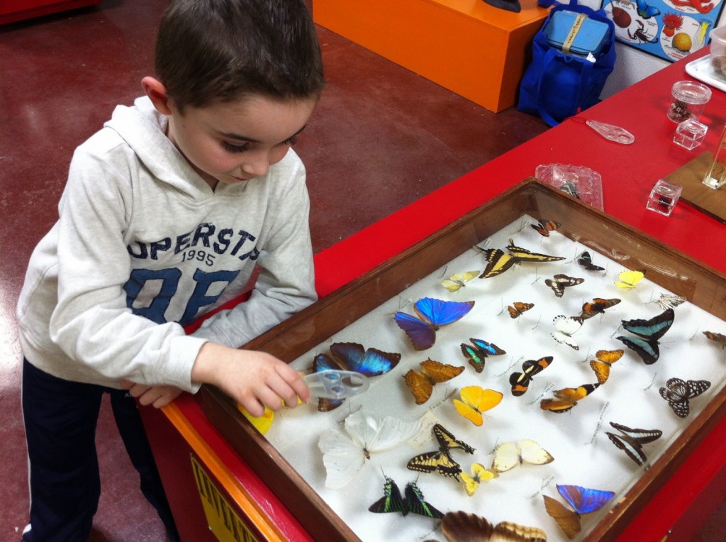 Examining butterflies in the Museum