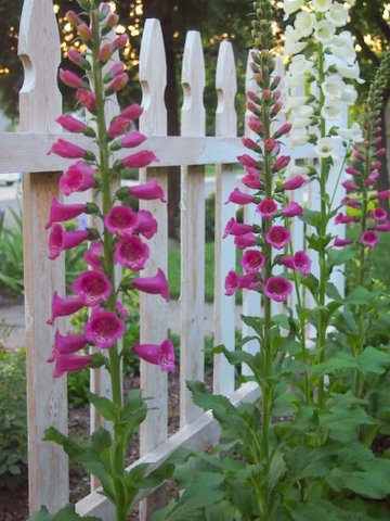 Foxglove displaying the benefits of a healthy dose of Osmocote