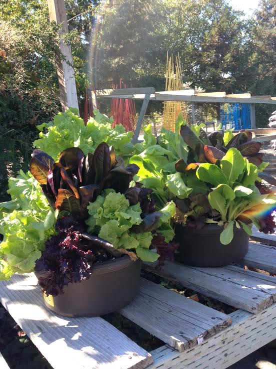 If you have limited space, grow lettuce in containers to keep close at hand for cutting