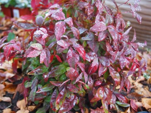 Dwarf Nandina turns from chartreuse to garnet as winter takes hold