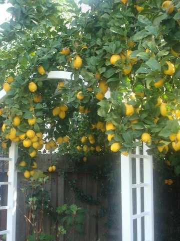 Eureka lemon tree 2009. One of the best crops!