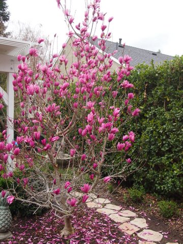 These magnolia trees should be fertilized 2-3 weeks after they have bloomed. They should also be pruned within that time frame.
