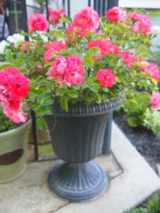 Coral ground cover rose works perfectly in a pot. 