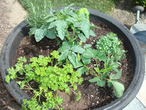 As a first time herb grower, I combined a tomato plant, a strawberry plant, rosemary, oregano, and parsley all in one container. Not only do they have differing water needs, the rosemary alone could fill this pot! Be sure to put like herbs together.