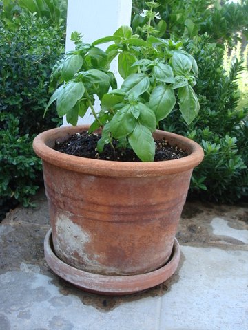 No matter what, I always have a pot of Basil growing from Spring to Fall. I love cooking with it and nothing beats harvesting from your own yard.