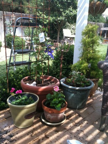 container gardening with annuals