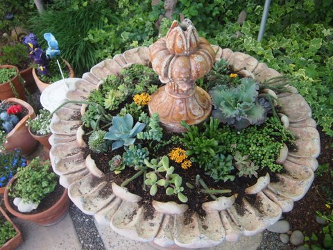 With current watering restrictions, Kim turned her fountain into a succulent planter.