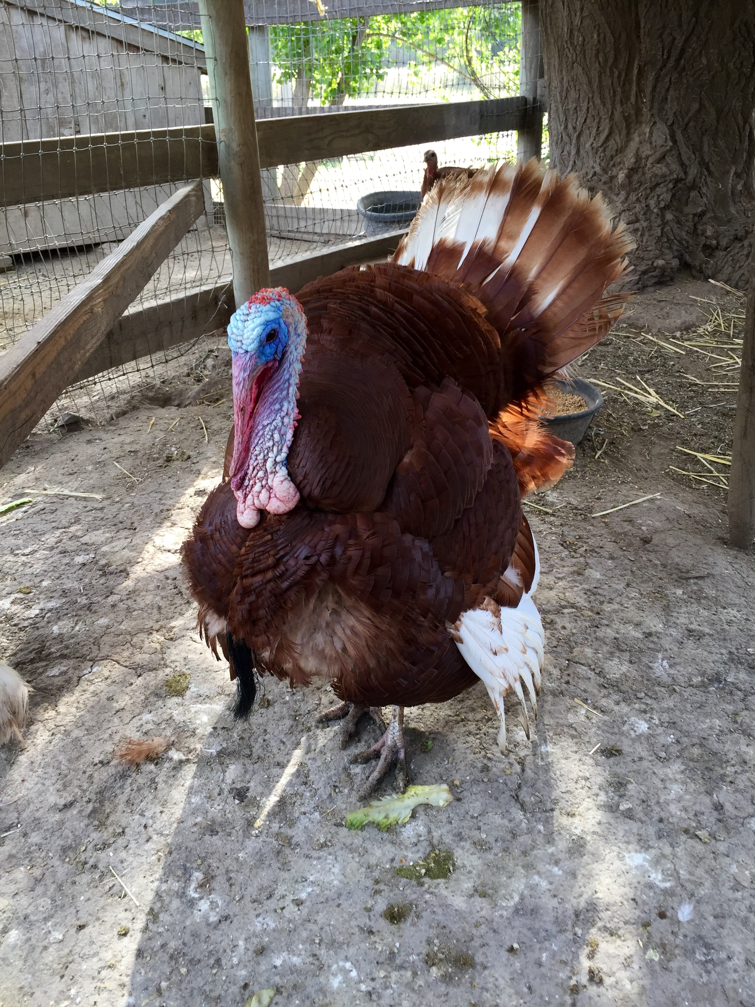 Meet my buddy Tom the Turkey.