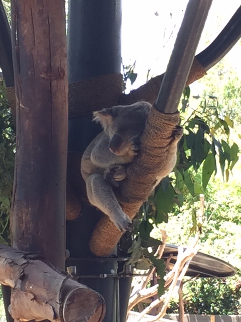You know you wish you could hug a koala.
