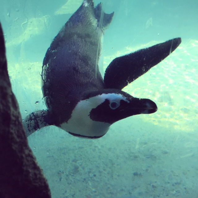 Are penguins not the cutest?