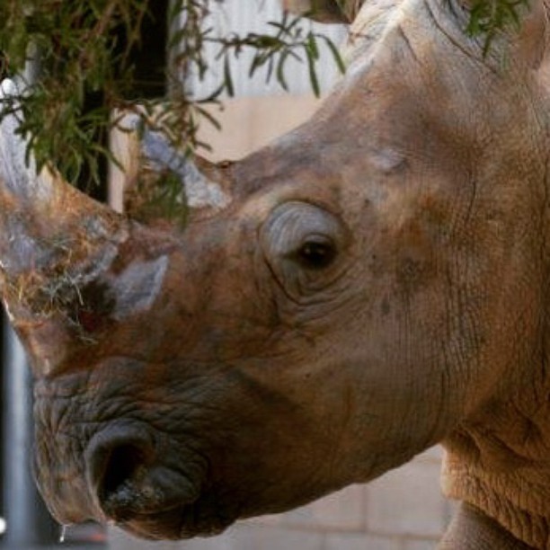 One of two white rhinos that will be delighting visitors in African Adventure (photo by Fresno Chaffee Zoo)