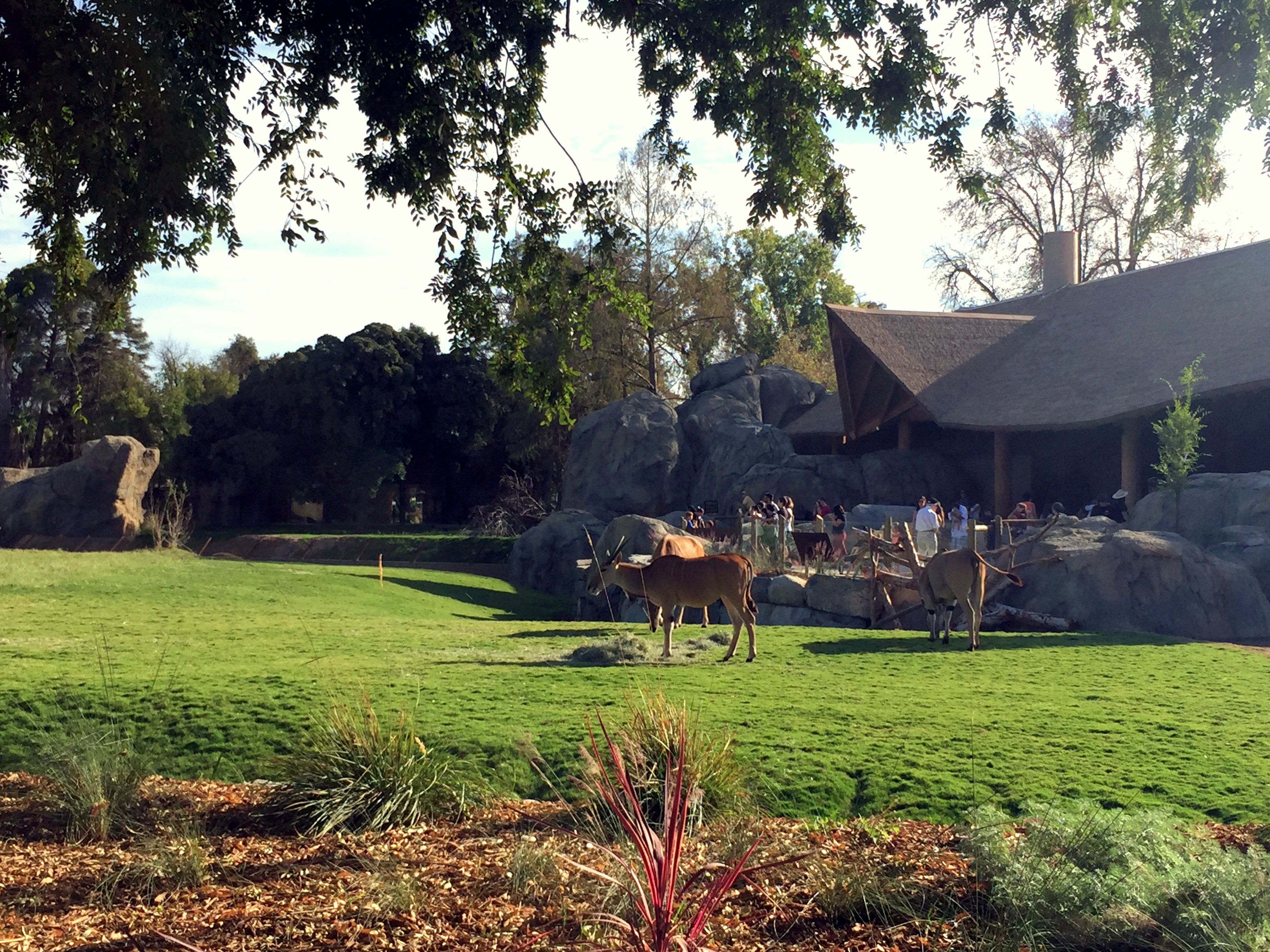 The dining area overlooks the animals
