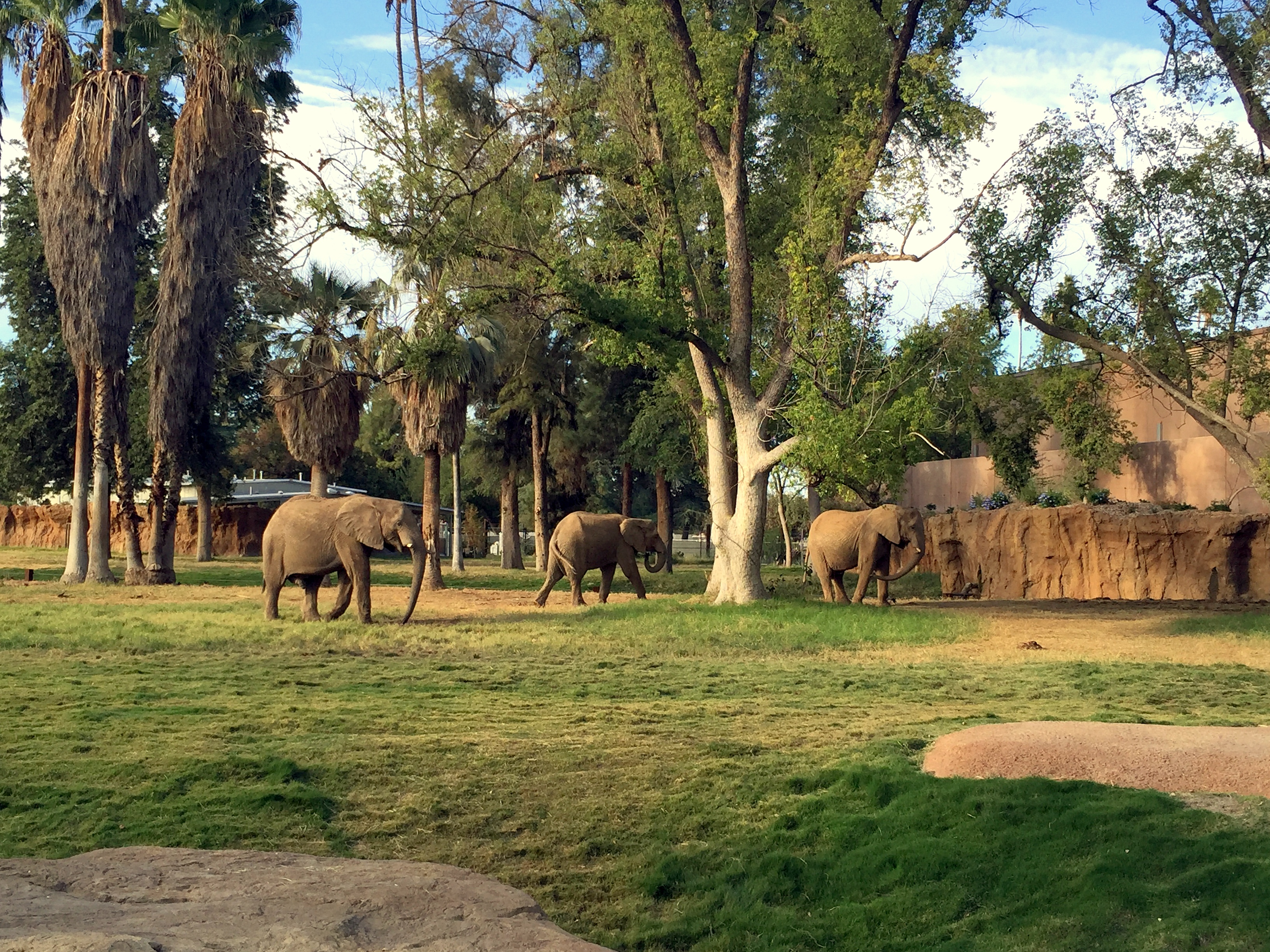 Oh hey you three awesome African elephants, just milling peacefully about! Looking good.