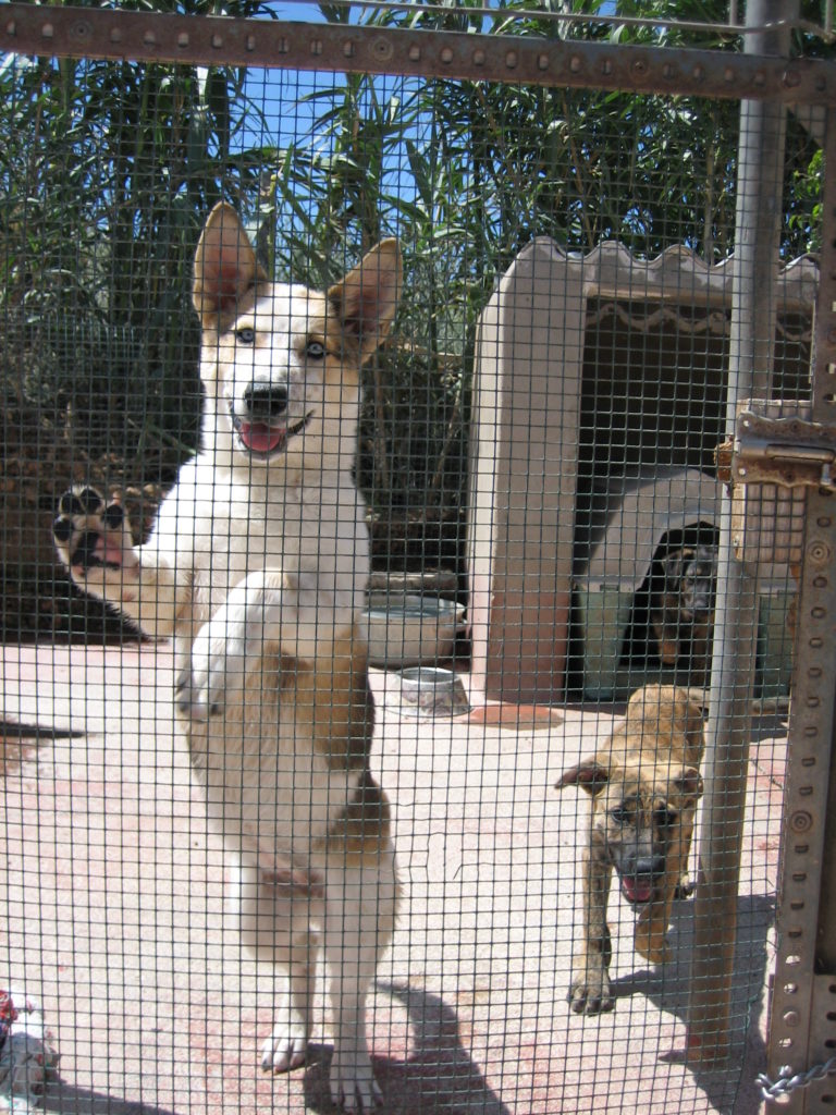 Dogs in pet shelter