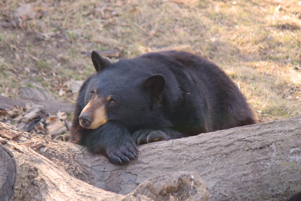 This is a bear probably daydreaming about eating a marmot. ;)