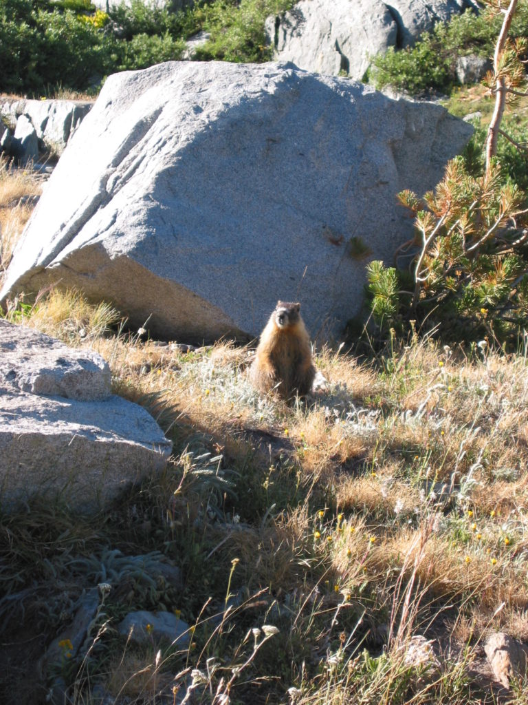 Apparently, this is a marmot.