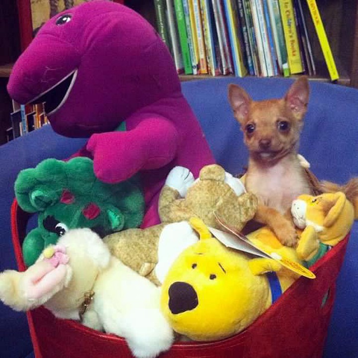 Hercules: The teeny tiny dog who got to go to "Take your dog to work day"