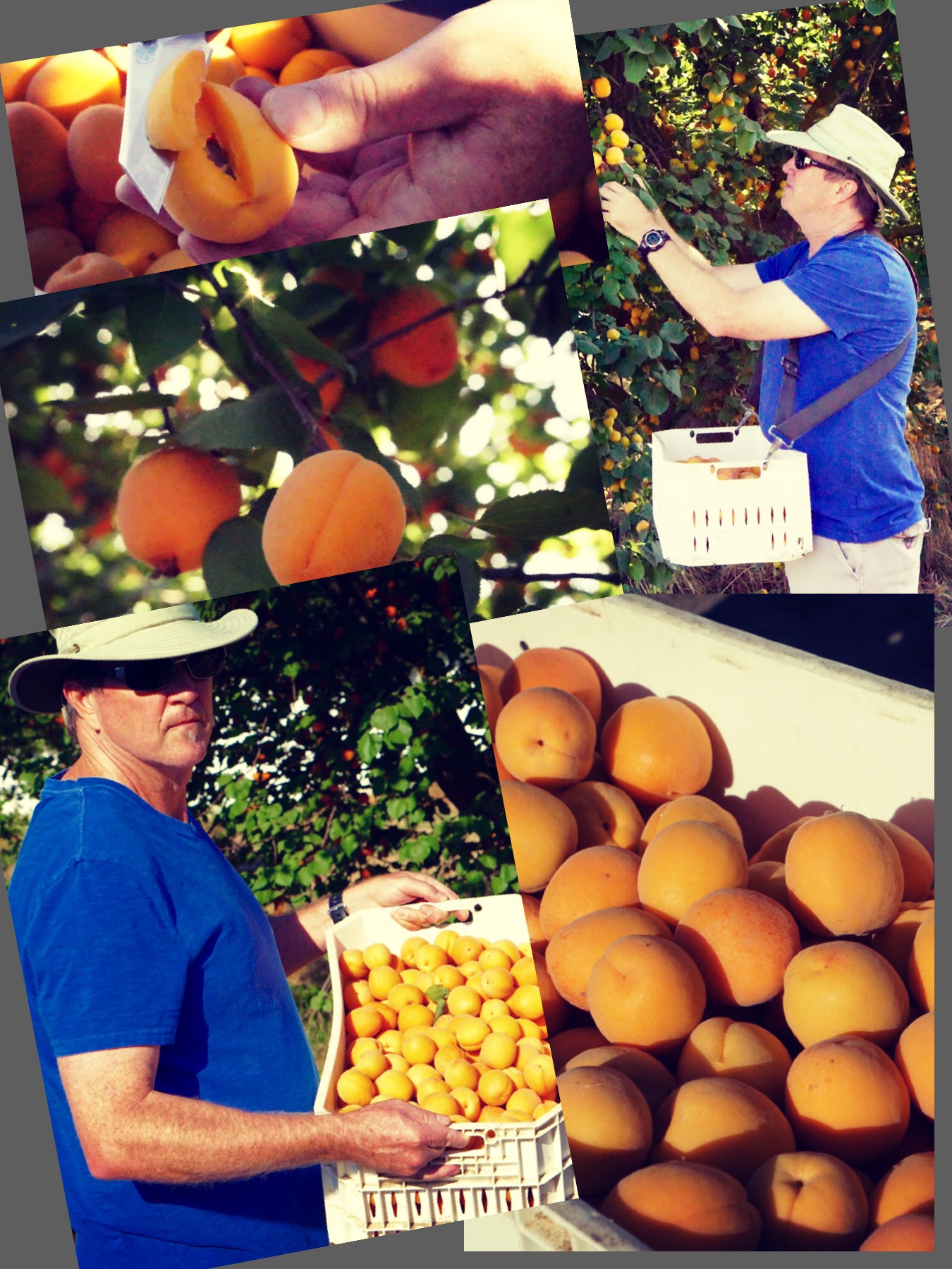 Picking Apricots at Two Sisters U-Pick Farm