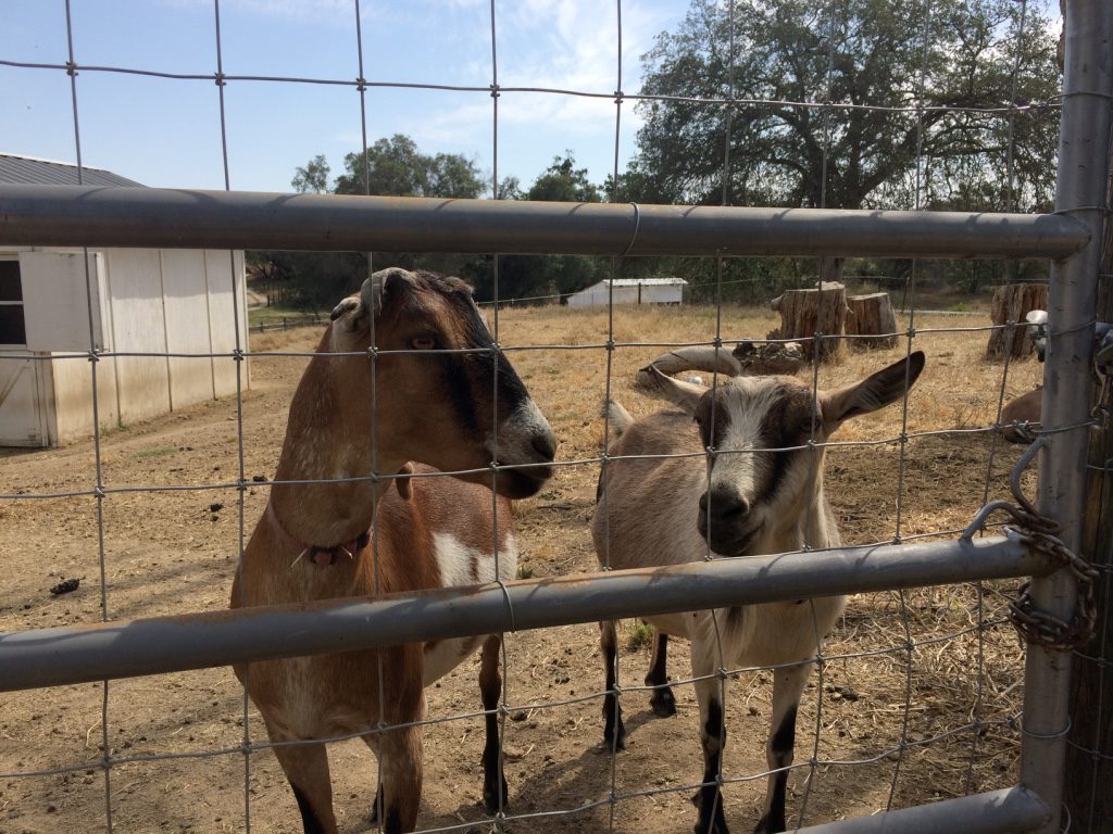 The goats at Basilwood Farm