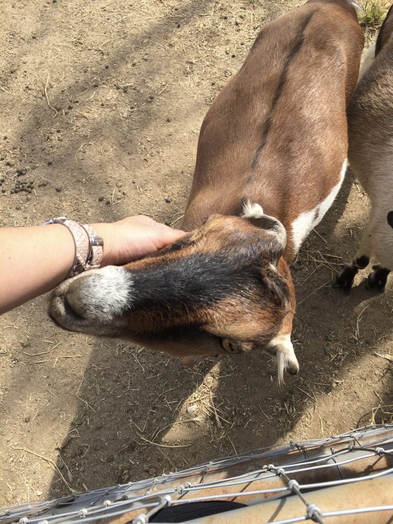 Petting one of the goats
