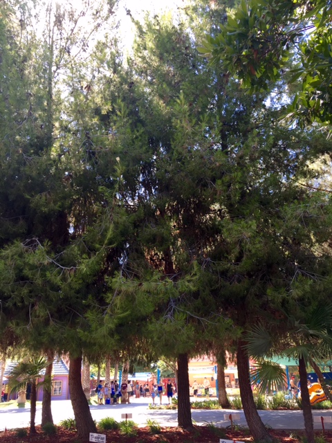 Awesome shade trees have grown in fully, providing a pleasant park experience at Island Waterpark