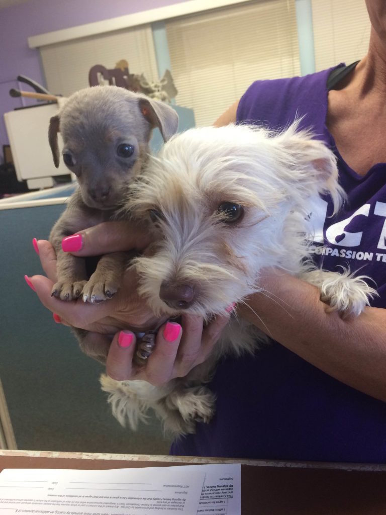 Our 2 new doggies from Animal Compassion Team of California