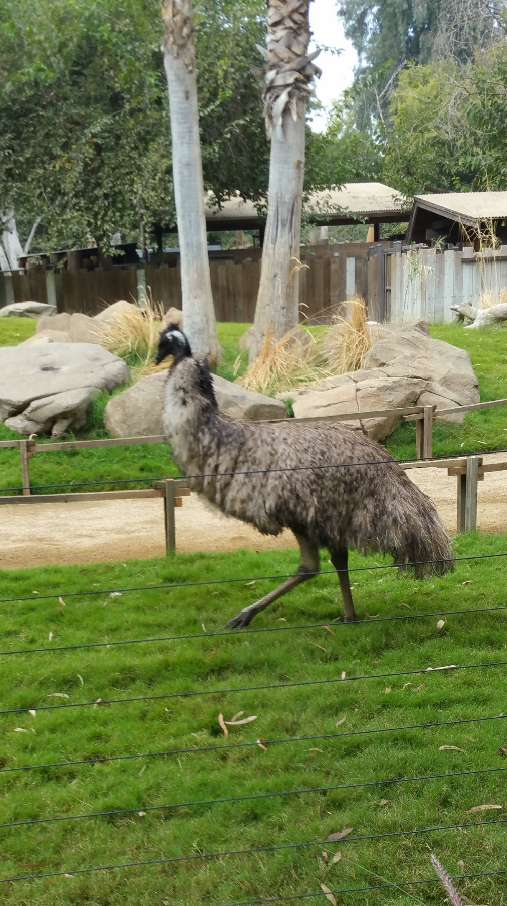 Emu. Not to be confused with Emo.
