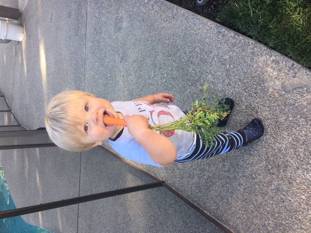 My Grandson Clark Eating a Carrot