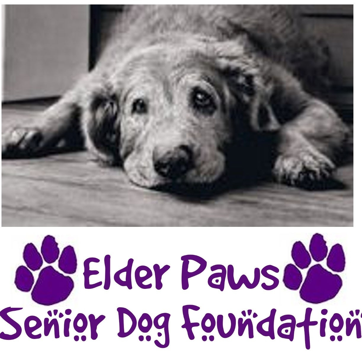Elder Paws Foundation