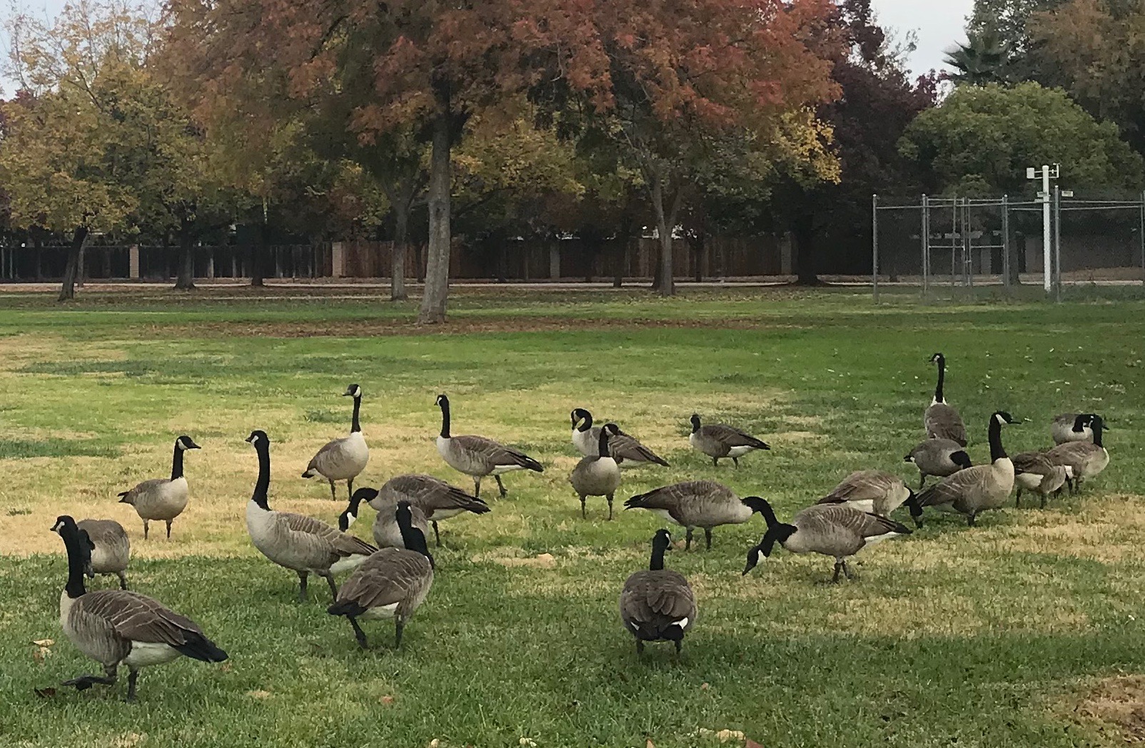 all these geese