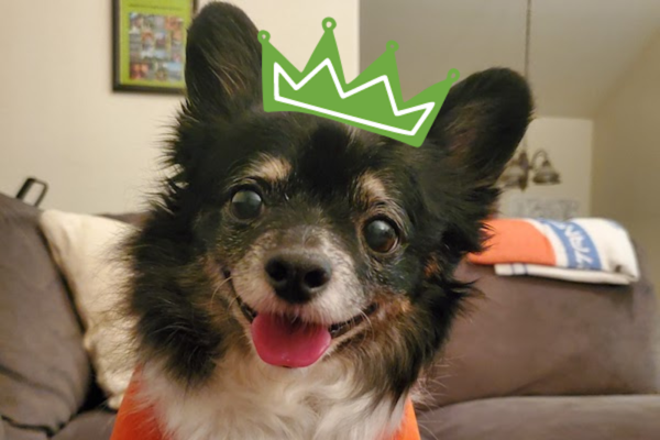 Milo Orea is our Winner of the FresYes Pet of the week!