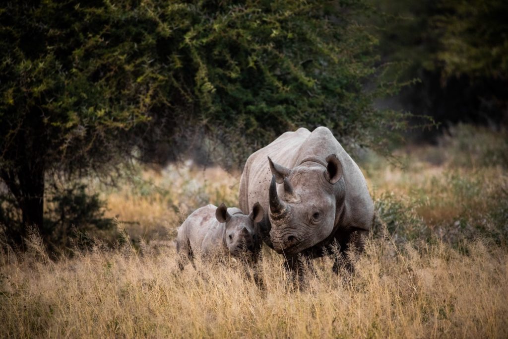 You can name a Baby white Rhino at the Fresno Chaffee Zoo!