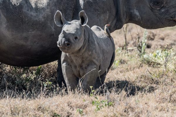 You can name a Baby white Rhino at the Fresno Chaffee Zoo