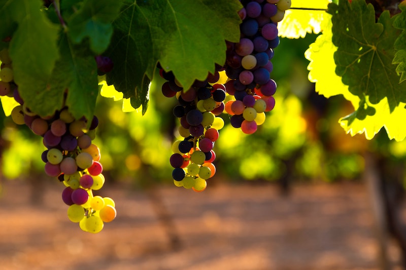 Back in 1900, the value of an acre of land in Fresno was dependent on the value of the grapes grown on it. 