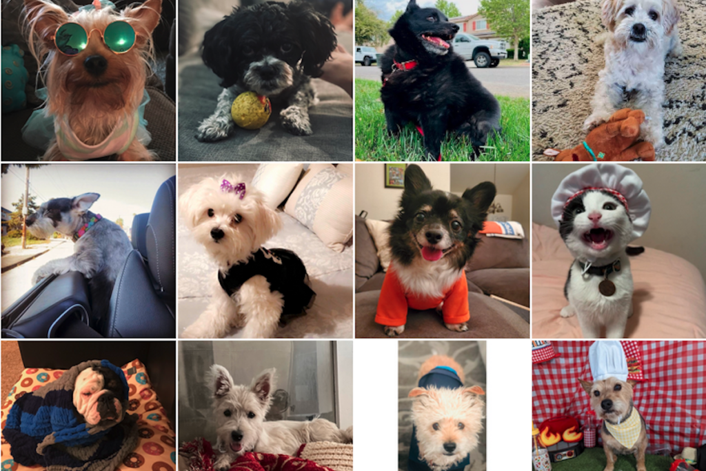 All of our Pet of the Week Winners for 2022