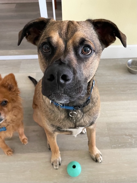This is our dog Rookie, who is learning a LOT through formal training sessions. (Our other dog, Rusty is on the left. Both are rescues from Valley Animal Center & Animal Compassion Team (ACT)