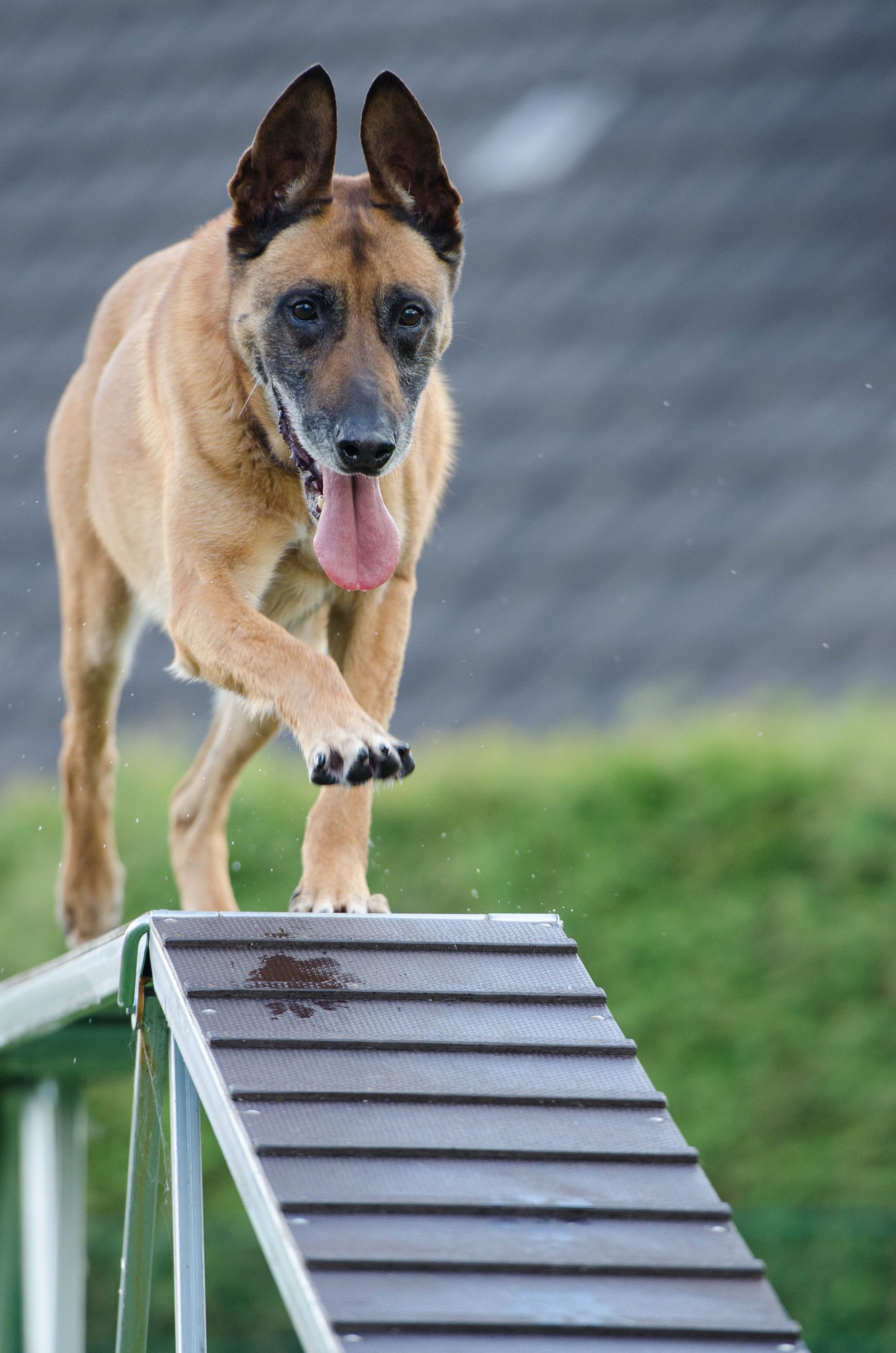 Working breeds like German Shepherds need LOTS of training, activity, and mental stimulation. They are highly capable of mastering obstacle courses, and enjoy the challenge.