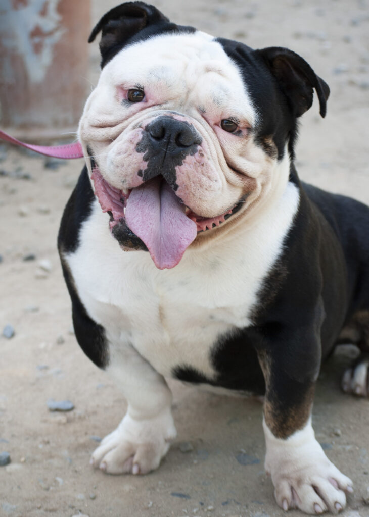 How could not love that face? -one of the adoptions from Fresno Bully Rescue