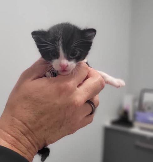 "Hey, can I come have a sleepover at your house for awhile?" This kitten, and many others await your love and cozy home at Fresno Humane Animal Services