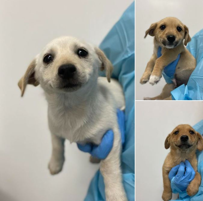 You guys! These three pups awaiting foster are literally cheesing for the camera! GO GET ONE. Right now. Squeee! (At Fresno Humane Animal Services)